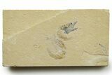 Two Cretaceous Fossil Shrimp - Lebanon #376611-1
